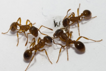 Уничтожение муравьев   в Яхроме 